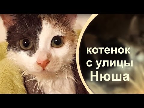 ПОДОБРАЛА МАЛЕНЬКУЮ КОШЕЧКУ