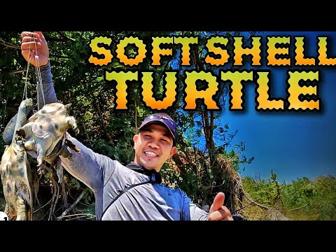 EP933 - Soft Shell Turtle Hunt and Cook