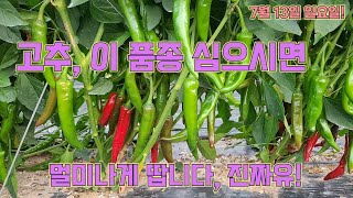고추 품종 넘버나인!! 진짜 엄청나게 잘 달리네요...이거 심을껄;;; 고추농사 잘 짓는 법!!