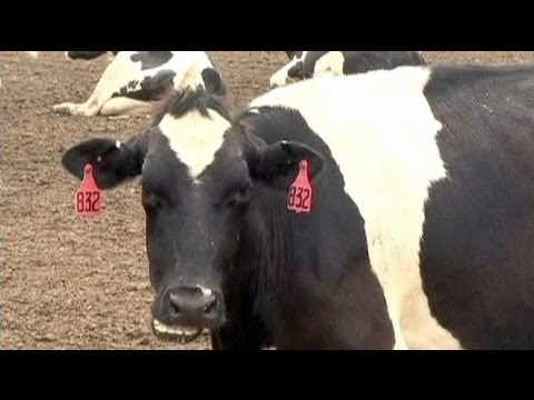 USA melden einen Fall von Rinderwahn