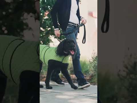 🐕‍🦺 Les chiens héros : ils sauvent des vies chaque jour ! 💪🐶