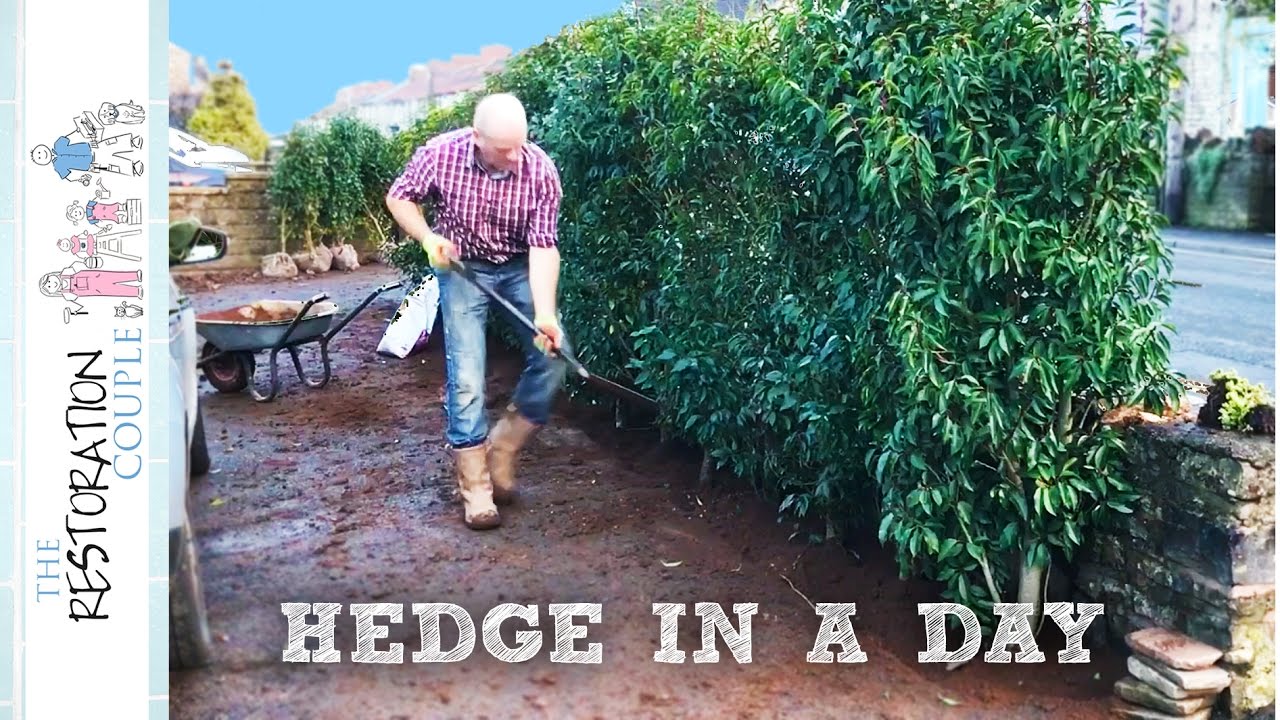 Watch video Planting an Instant Hedge Now Planting an Instant Hedge