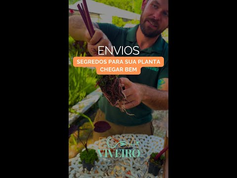 V&iacute;deo 1