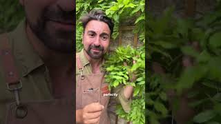 The Secret Behind my £10 Mature Wisteria #moneysavingtips #gardeningtips
