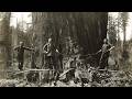 How Loggers Felled 300 Foot Trees From Planks Before Chainsaws