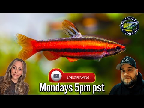 TANK TIME - Top Dwelling Fish For your Fish Tanks