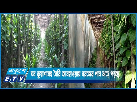 ঘন কুয়াশাসহ বৈরি আবহাওয়ায় নাটোরের বড়াইগ্রামের বরজের পান ঝড়ে পড়ছে | ETV News