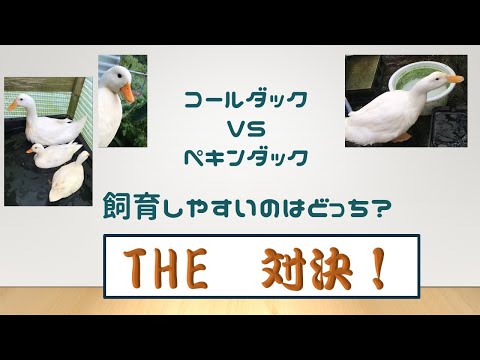 ランナーアヒル:飼育と世話のヒント 自然と動物