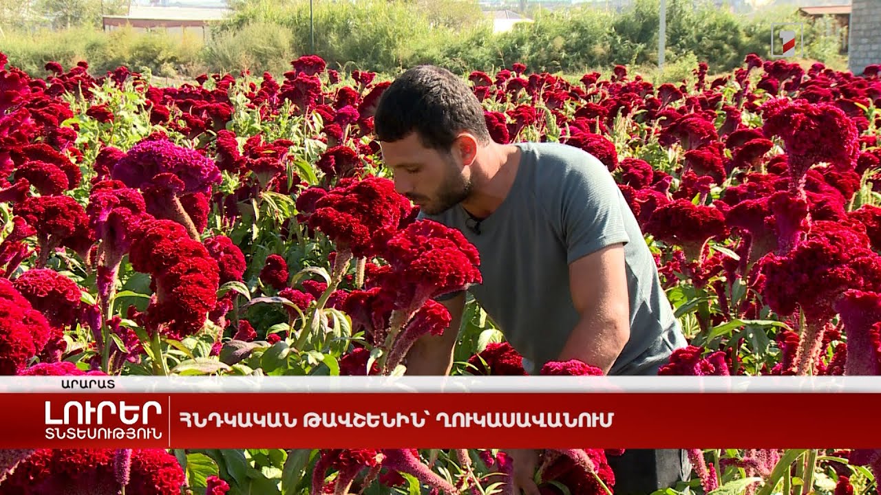 Հնդկական թավշենին՝ Ղուկասավանում