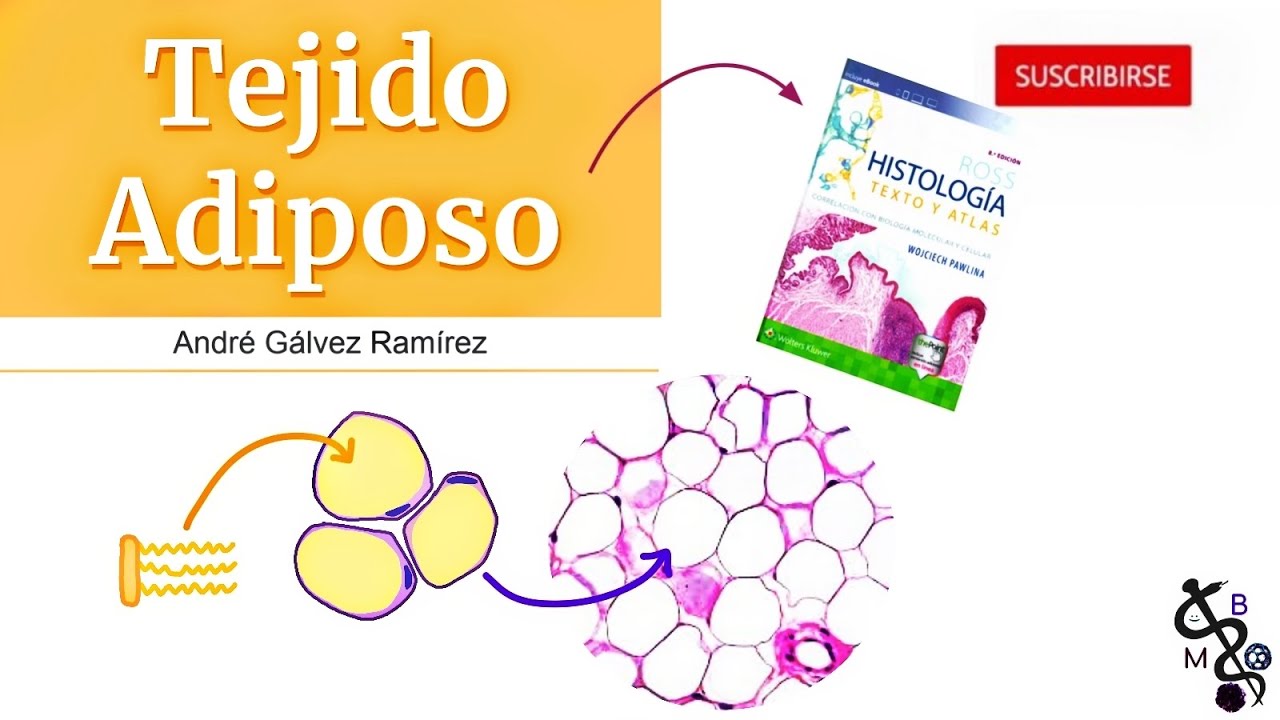Tejido Adiposo | Histología Ross | Medicina