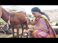 Viral Milk Making Vlog ‍