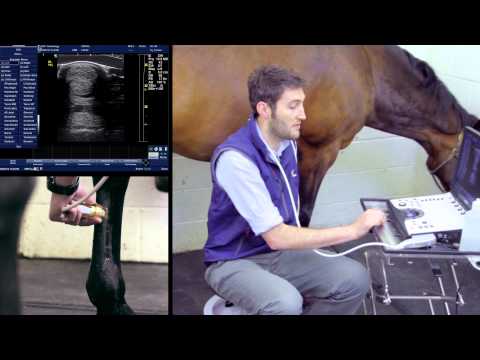 IMV imaging Ultrasonography of the Distal Limb video 5 - Basic scanning technique