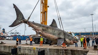 10 Sightings Proving Why The Megalodon May Still Be Alive