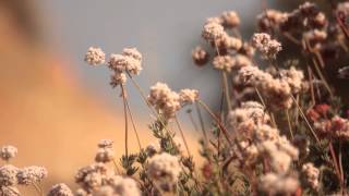 Irv Da PHENOM! - Shine