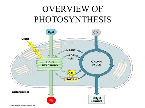 A2 Biology - Photosynthesis