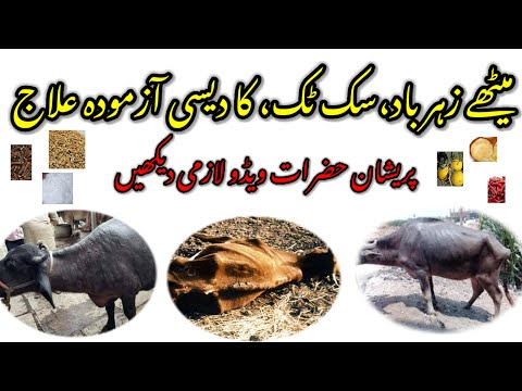 suk tuk ka desi ilaj || meatha zehrbad ka Desi ilaj || dairy farming 2025