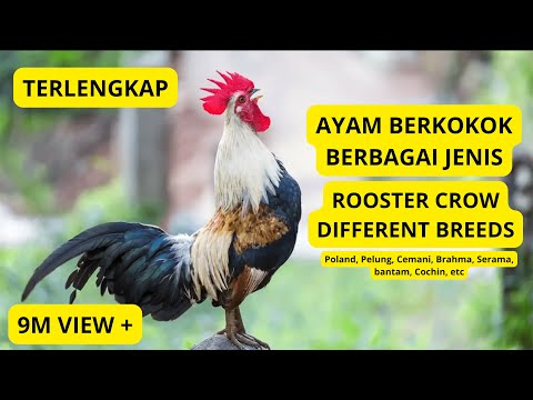 Roosters Crowing from Around the World – From Polish, Brahma, Bantam, and Many More