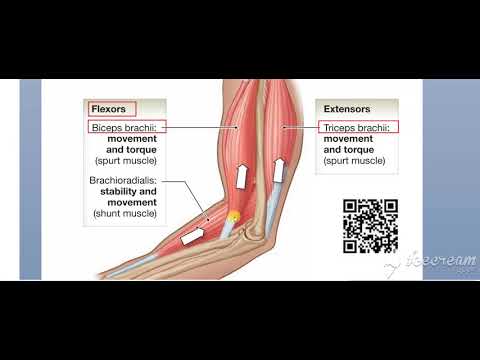 Agonist Antagonist 3