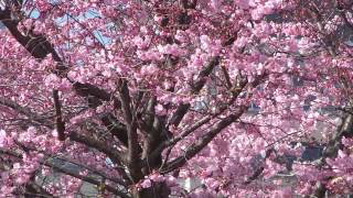 Sarah Vaughan - Poor Butterfly with Lyrics in Description