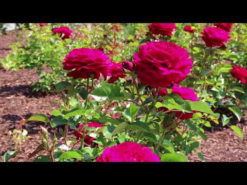 The New Rose Garden at the RBG