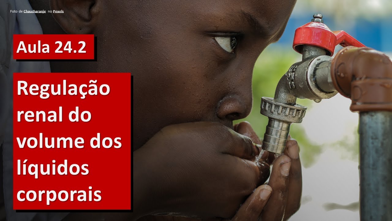 Videoaula 24.2 Regulação renal do volume dos líquidos corporais