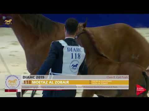N.118 MOETAZ AL ZOBAIR - Dubai 2019 - Colt Foals (Class 8)