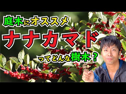 ナナカマドを食べる: 果物にはどのくらいの毒性があるのでしょうか? 植物