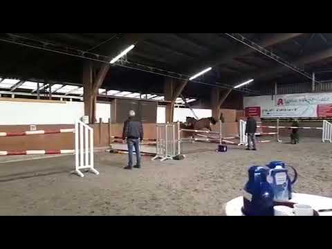 4 jährige Stute zu verkaufen!