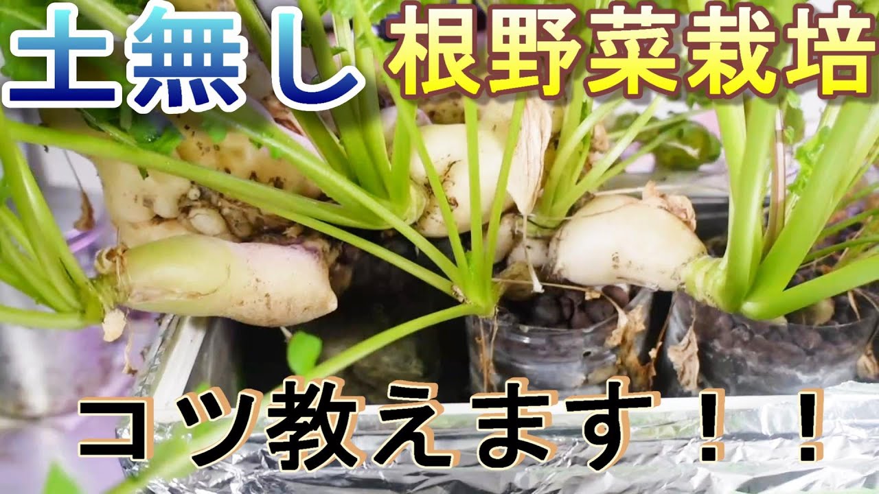 【水耕栽培】大根と人参のハイドロボール栽培と収穫