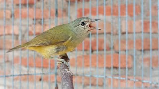 Download lagu Burung OPIOR JAWA Semi (WIKSAR) Ngriwik Kasar l Paling AMPUH Untuk Pancing Bunyi... mp3