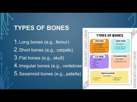 Video presentation: The Skeletal System