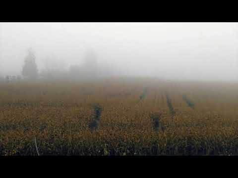 Nevvry -  spectra (prod. 94problems) 01