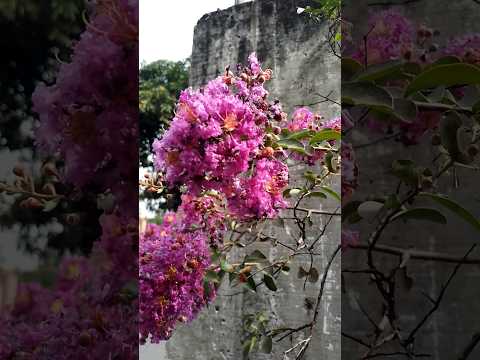 Dios Quédate Conmigo. Marcos Tulio Díaz