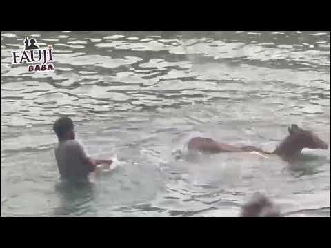 Rescue of Deer Fell Down in Sidhwan Canal at Ludhiana