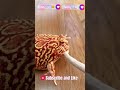 Cat Vs Frog Tail Bite Leads To Epic Punchfest Funny Funnycats