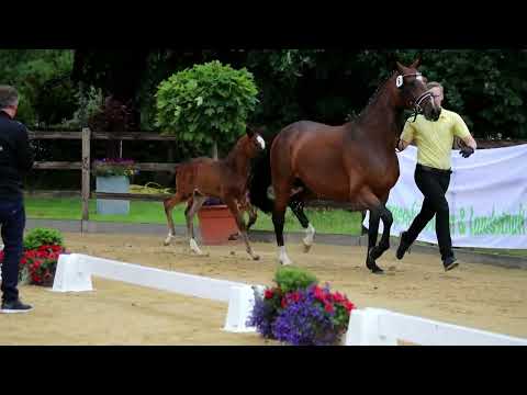 6. Hengst, geb. 18.05.2022 – V: Varihoka du Temple M: Diamant de Semilly – Ramiro’s Son II