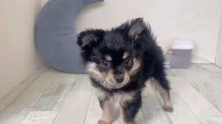 ハーフ犬の動画01