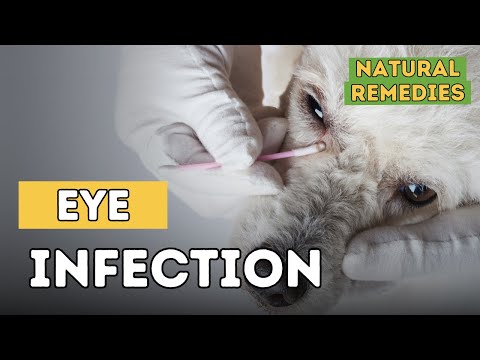 Dog Eye Infections: Natural Remedies