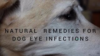 Dog Eye Infections: Natural Remedies