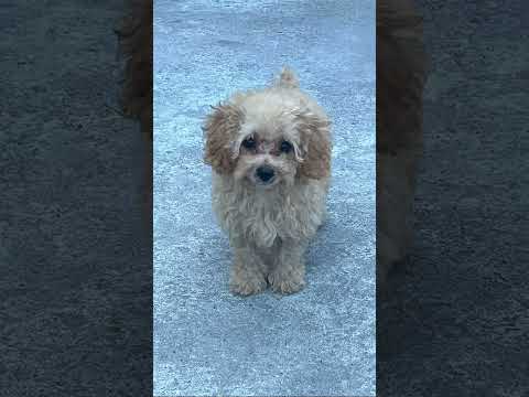 expectation vs reality 🤣🤣🤣 #akiothepoodle #pets