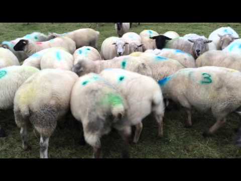 Sheep / Cattle Snacker - Image 2