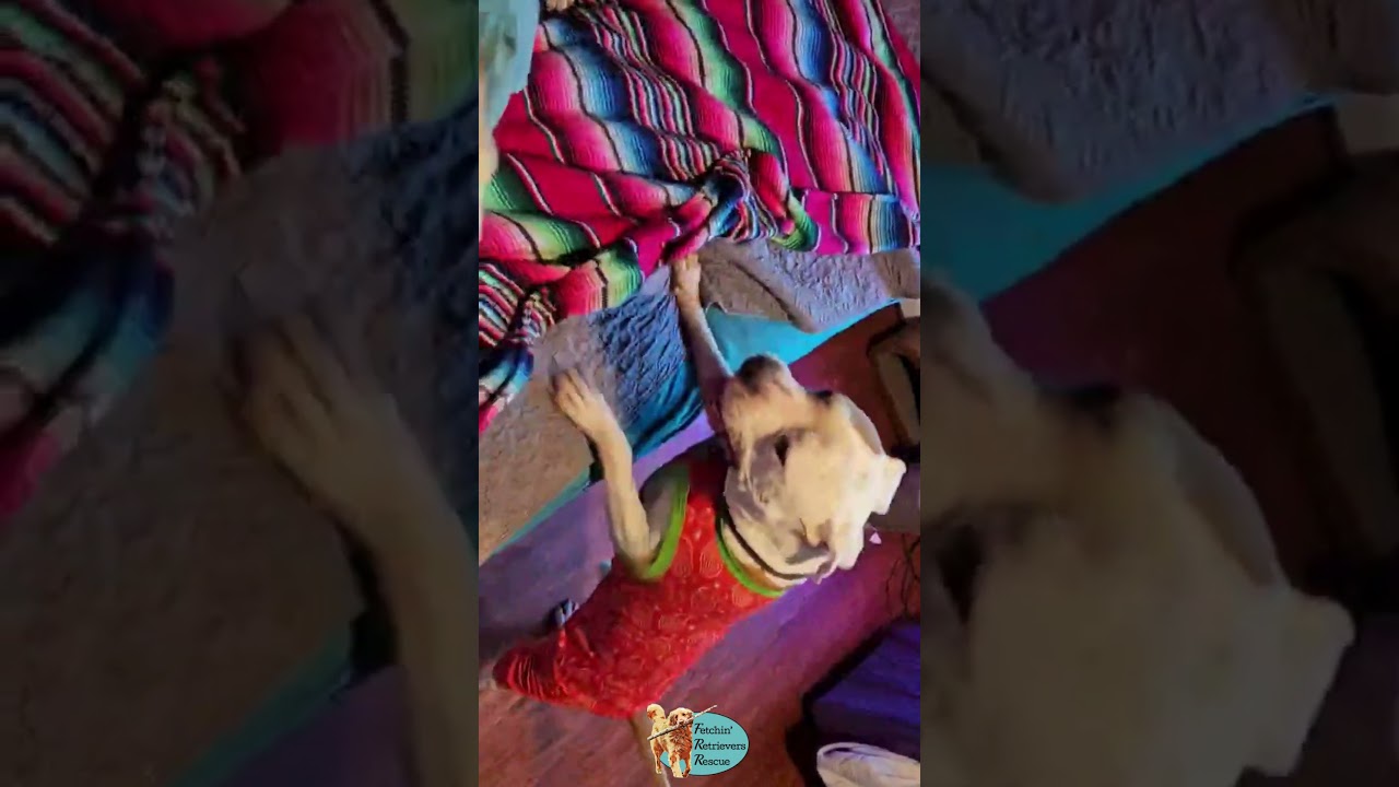 Lexi is the Life of the Party | #AdoptLexi | #LabMix