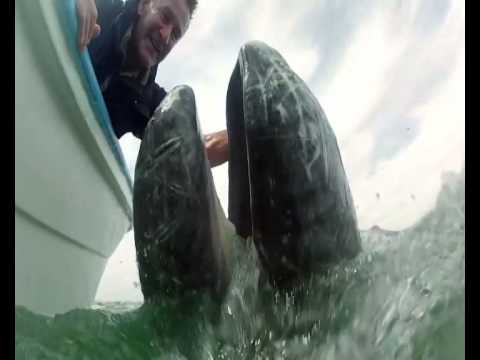 Viasat Nature - Viasat Most Endangered, Valaat