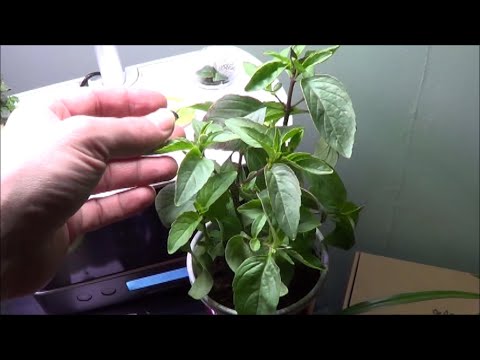 download lagu mp3 mp4 Little Thai Basil, download lagu Little Thai Basil gratis, unduh video klip Little Thai Basil