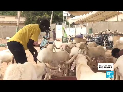 , title : 'Fatou, l'éleveuse de moutons de Dakar'