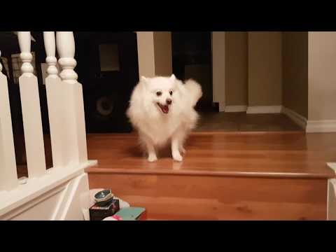 How American Eskimo Dog Reacts when I get home