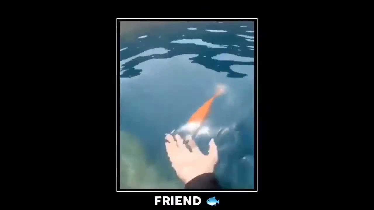 Fish friend #funny #memes