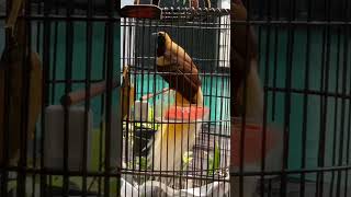 Download lagu Kicau Burung Cenderawasih Gacor mp3 Download lagu Kicau Burung Cenderawasih Gacor mp3