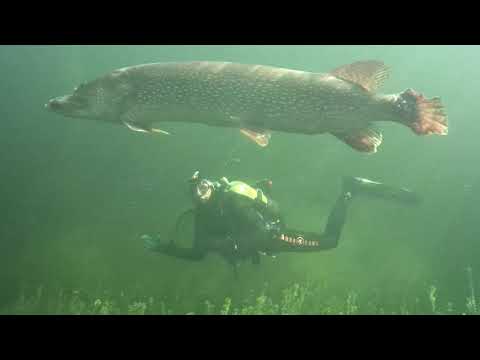 Flusstauchen mit Tauchsport Pauli am 3.10.21