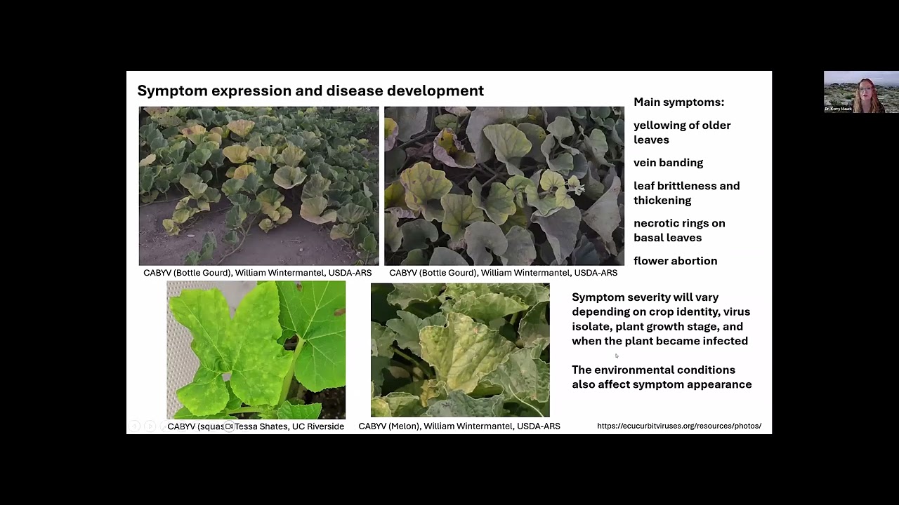 Cucurbit aphid borne yellows virus (CABYV), EVCWG (2026)